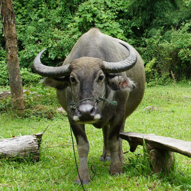 1 Day Learning: Bamboo