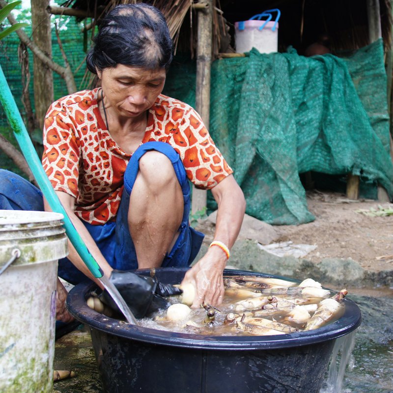 1 Day Learning: Bamboo