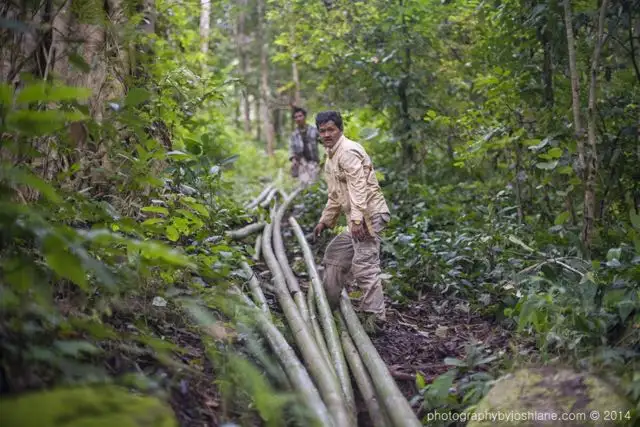 1 Day Learning: Bamboo